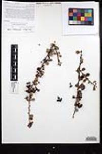 Ceanothus verrucosus image