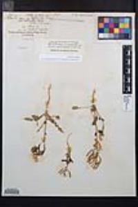 Chylismia claviformis var. peirsonii image