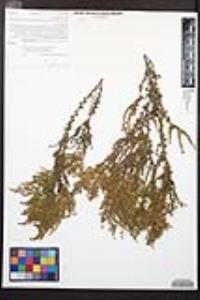 Adenostoma fasciculatum image