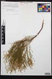 Adenostoma sparsifolium image
