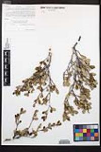 Cercocarpus montanus image