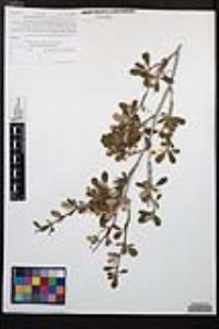 Cercocarpus montanus image