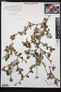 Cercocarpus montanus image