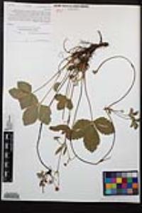 Fragaria vesca image