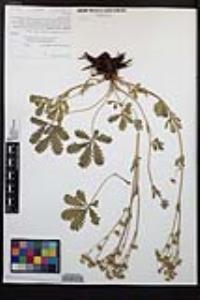 Potentilla gracilis image