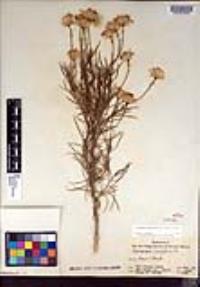 Ericameria linearifolia image