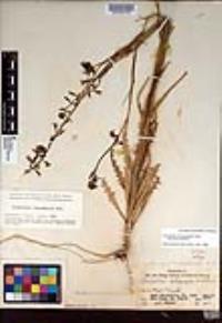 Caulanthus heterophyllus var. heterophyllus image