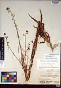 Caulanthus heterophyllus image
