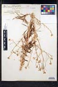 Sisymbrium altissimum image