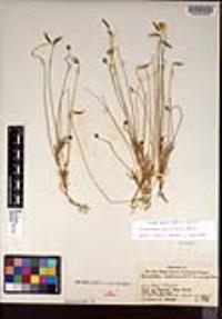 Platystemon californicus image