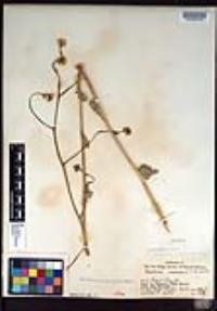 Hirschfeldia incana image