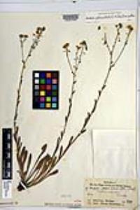 Hackelia patens image