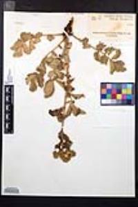 Drymocallis glandulosa image