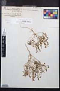 Camissonia campestris image