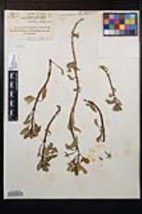 Ludwigia peploides image