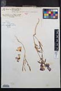Clarkia bottae image