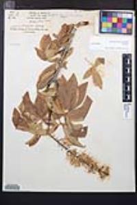 Aesculus californica image