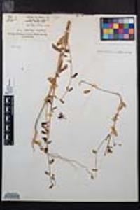 Clarkia unguiculata image