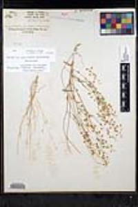 Thysanocarpus laciniatus image