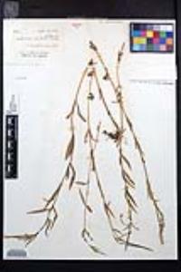 Epilobium palustre image