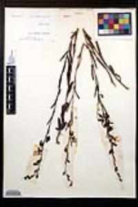 Ludwigia virgata image