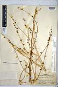 Chlorogalum parviflorum image