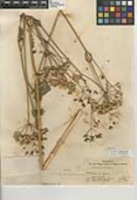 Pastinaca sativa image
