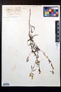 Oenothera arenicola image