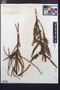 Adenostoma fasciculatum image