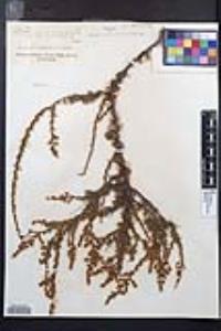 Adenostoma fasciculatum image