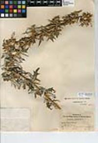 Xanthium spinosum image