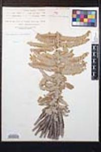 Amorpha canescens image