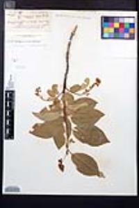 Prunus virginiana var. demissa image