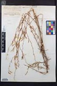 Epilobium brachycarpum image