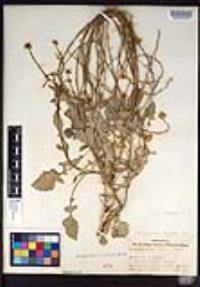 Hirschfeldia incana image