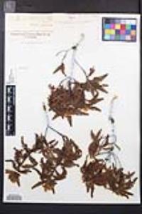 Chamaebatia australis image