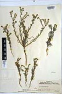 Johnstonella angustifolia image