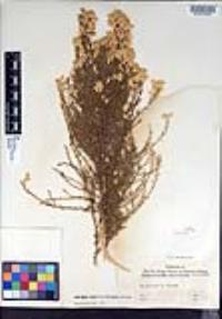 Ericameria paniculata image