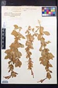 Epilobium canum subsp. latifolium image