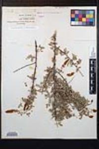 Senegalia greggii image