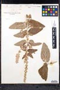 Stachys albens image