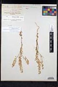 Thysanocarpus curvipes subsp. eradiatus image