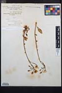Chylismia brevipes image