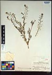 Descurainia pinnata subsp. brachycarpa image