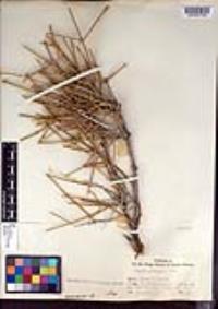 Ephedra nevadensis image