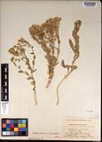 Lepidium appelianum image