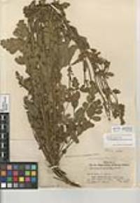 Horkelia cuneata image
