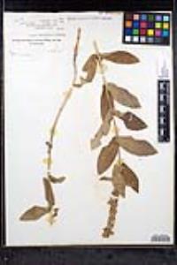 Stachys pilosa image