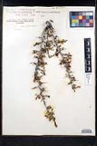 Ziziphus parryi image