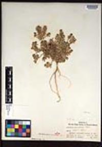 Lepidium lasiocarpum image